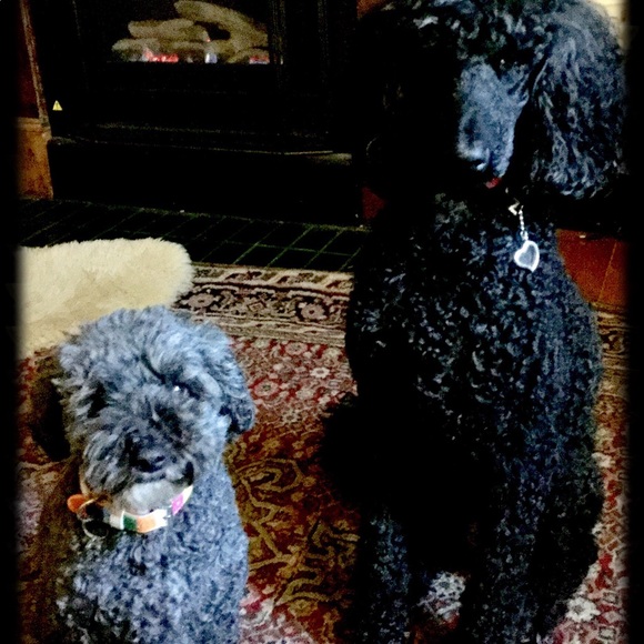 Very Glamorous Pet Collar Three Sizes - Picture 9 of 10